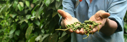Peruvian farmer holding coffee fruit